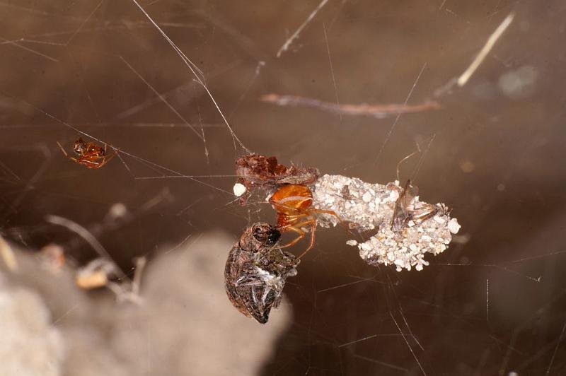 Parasteatoda_lunata_D5180_Z_90_Les Gris_Frankrijk.jpg